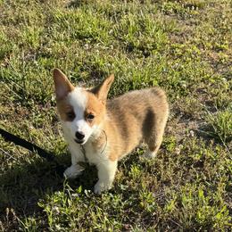21 Black Collar - Sable female Pembroke Welsh Corgi puppy in Port Republic, Maryland from Bestfurends