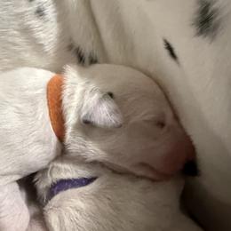 Chedder - White and black male Dalmatian puppy in Hastings, Florida from Love My Spotty Dalmatians