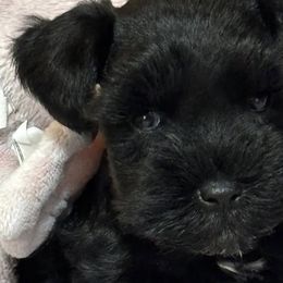Miniature Schnauzers from Blessed A Bit Kennels