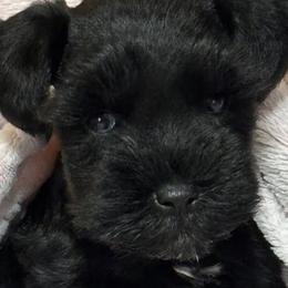 Miniature Schnauzers from Blessed A Bit Kennels