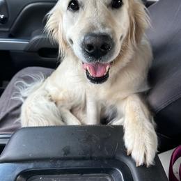 Golden Retriever All Grown Up from Alfalfa Lane Adventures