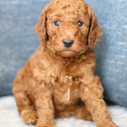 Clover - Red  female Poodle puppy in Laveen, Arizona from Nystrom Clan Pups