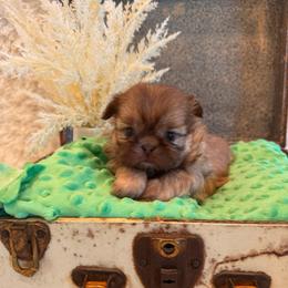 Sparrow - Red and tan male Shih Tzu puppy in Success, Missouri from Sweet Success