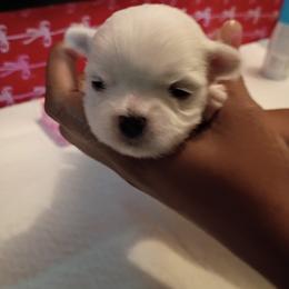 Boy 1 - White male Mal-Shi puppy in Boca Raton, Florida from Tina-Marie's Pups