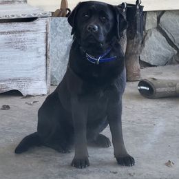 Indy - Labrador Retriever