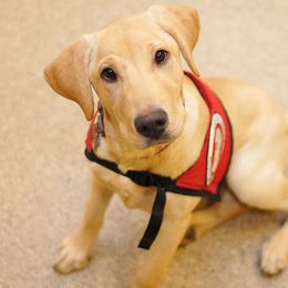 Golden Retrievers and Labrador Retrievers from Can Do Canines Assistance Dogs