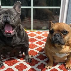 French Bulldogs from Tapestry farm