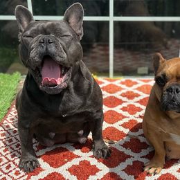 French Bulldogs from Tapestry farm