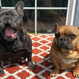 French Bulldogs from Tapestry farm