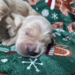 Boy 4 - Golden male Golden Retriever puppy in Niles, Michigan from Christiana Creek Goldens