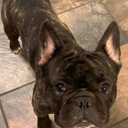 French Bulldogs and Teddy Roosevelt Terriers from Susie’s Cuties