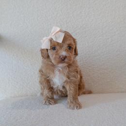 Tilly - Golden female Cockapoo puppy in Altamonte Springs, Florida from The Perks of Pups