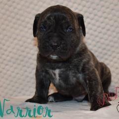 Warrior - Brown male Perro de Presa Canario puppy in El Paso, Texas from PaPaws Gotta Love It Kennels
