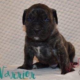 Warrior - Brown male Perro de Presa Canario puppy in El Paso, Texas from PaPaws Gotta Love It Kennels