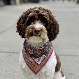Juniper - Australian Labradoodle