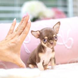 Chihuahua Puppies from Petits Chihuahuas