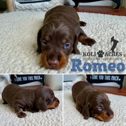 Romeo - AKC - Chocolate and tan male Dachshund puppy in Kemp, Texas from Koli Acres