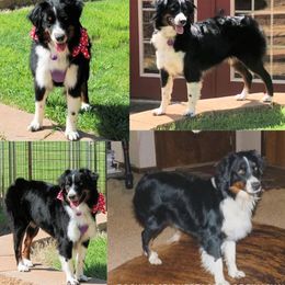 Miniature American Shepherd puppies from Rocking 2R Kennel