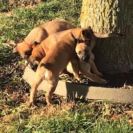 Belgian Malinois from Robert Baska's Belgian Malinois