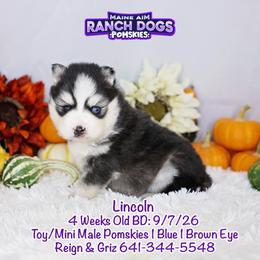 Lincoln - Black and white male Pomsky puppy in Humeston, Iowa from M.A.R. Dogs