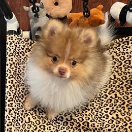Maverick - Chocolate parti male Pomeranian puppy in Bentonville, Arkansas from Hummingbird & Fox