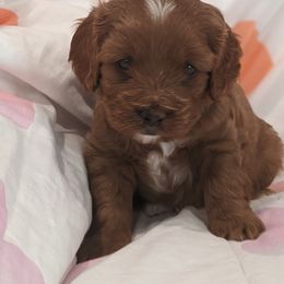 Cavapoo and Whoodle Puppies from Gardner Lane Puppies