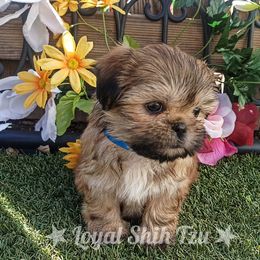 Shih Tzu Puppies from Loyal Shih Tzu