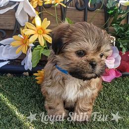 Shih Tzu Puppies from Loyal Shih Tzu