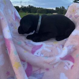 Male 1 - Black male Labrador Retriever puppy in Centerville, Pennsylvania from Rose Haven Farm