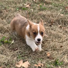 American Corgi and Pembroke Welsh Corgi Puppies from Sunray Ranch