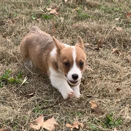 American Corgi and Pembroke Welsh Corgi Puppies from Sunray Ranch