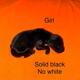 Girl 1 - Black female German Shorthaired Pointer puppy in Aitkin, Minnesota from Whispering’s GunDogs