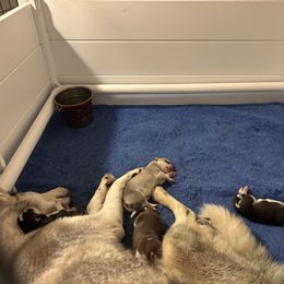 Boy 2 - Black and white male Siberian Husky puppy in Springfield, Virginia from Brushfire Siberians