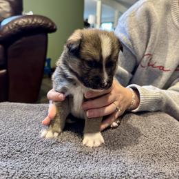Boy 2 - male Icelandic Sheepdog puppy in Roseville, Ohio from Caradoc Kennel