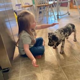 Great Dane Puppies from Sand Mountain Danes LLC