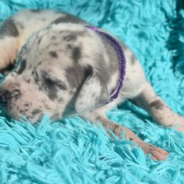 Purple Collar Blue Merle Male - Merlequin male Great Dane puppy in Alvarado, Texas from Texas Blue Danes
