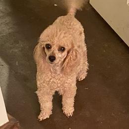 Ani - Poodle