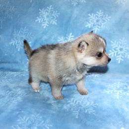 Gwen - Wolf sable female Pomsky puppy in Stockton, Utah from Mischa Nelson