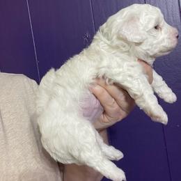 Kemoff - White male Bichon Frise puppy in Cave City, Kentucky from Loretta's Pups