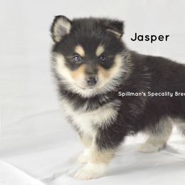 Pomeranian and Pomsky Puppies from Spillman's Specialty Breeding
