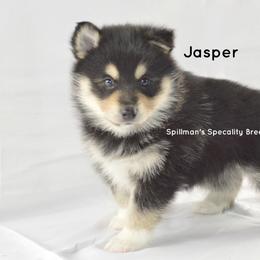 Pomeranian and Pomsky Puppies from Spillman's Specialty Breeding