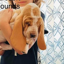 Basset Hound Puppies from Majestic Desert Basset Hounds