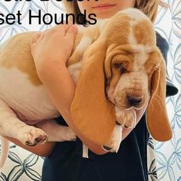 Basset Hound Puppies from Majestic Desert Basset Hounds