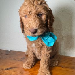 Manicotti - Goldendoodle puppy from Jax Doodles