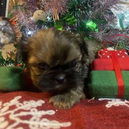 Nova - Brindle female Shih Tzu puppy in Pleasant Shade, Tennessee from Kuntry Tyme Shih Tzus