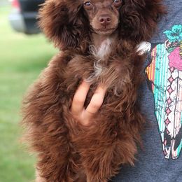 Sofia - Poodle