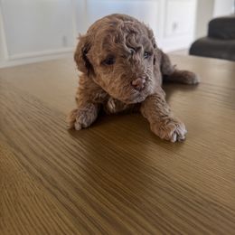 Goldendoodle Puppies from Heather's Goldendoodles