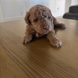Goldendoodle Puppies from Heather's Goldendoodles