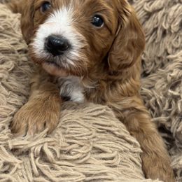 Cavachon, Cavalier King Charles Spaniel, and Cavapoo Puppies from LierChonPoo