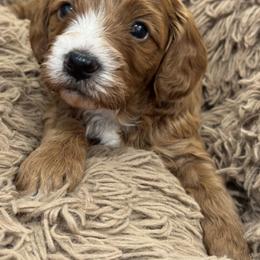 Cavachon, Cavalier King Charles Spaniel, and Cavapoo Puppies from LierChonPoo